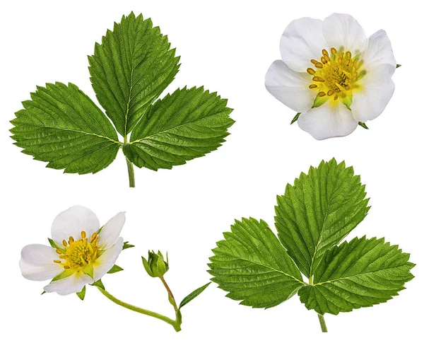 Beyaz arkaplanda yalıtılmış çilek çiçeği