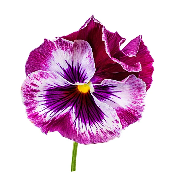 Fiori Pansy Isolati Sfondo Bianco — Foto Stock