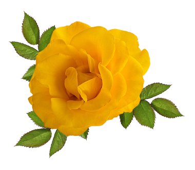 beyaz arkaplanda izole gül