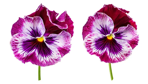 Fiori Pansy Isolati Sfondo Bianco — Foto Stock