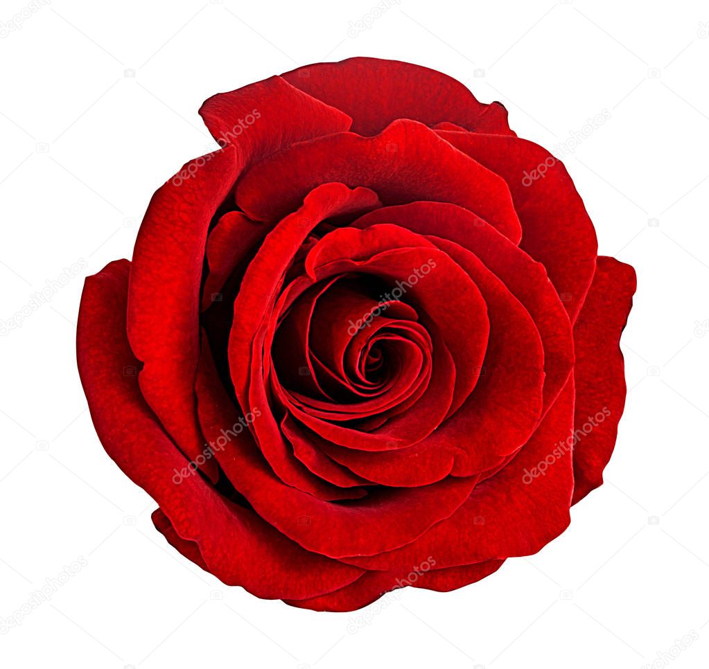 rose isolated on white background