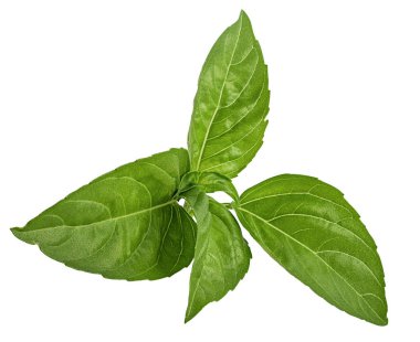 Fesleğen beyaz arkaplanda izole edildi