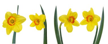 Beyaz bir arka plan üzerinde izole nergis çiçek