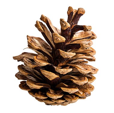 Beyaz arkaplanda çam kozalağı