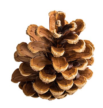 Beyaz arkaplanda çam kozalağı