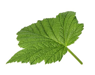 Beyaz arka plan üzerinde kırpma yolu izole Frenk üzümü yaprağı