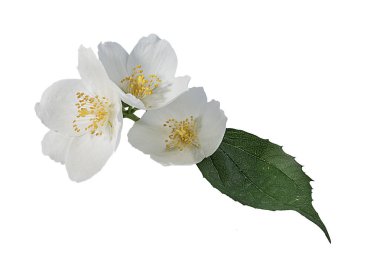 Beyaz bir arka plan üzerinde Yasemin çiçeği