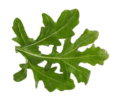 roka beyaz arkaplanda izole edildi