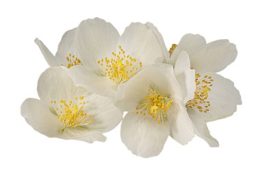 Beyaz bir arka plan üzerinde Yasemin çiçeği