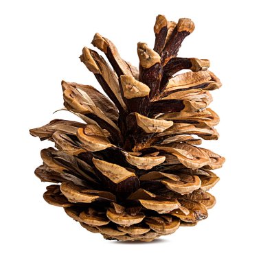 Beyaz arkaplanda çam kozalağı