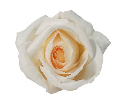 beyaz arkaplanda izole gül