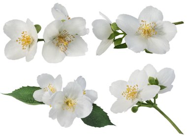 Beyaz bir arka plan üzerinde Yasemin çiçeği