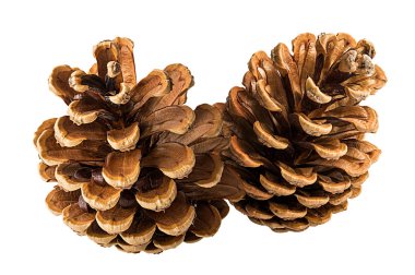 Pine cone on a white background clipart