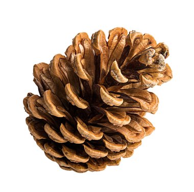 Pine cone on a white background clipart