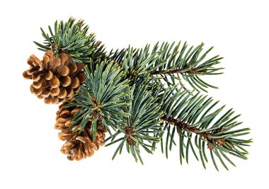 Koni ve noel ağacı beyazda izole edilmiş.