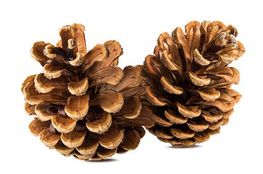 Beyaz arkaplanda çam kozalağı