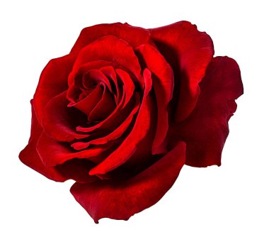 beyaz arkaplanda izole gül