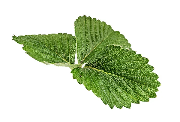 Hoja Fresa Aislada Sobre Fondo Blanco — Foto de Stock