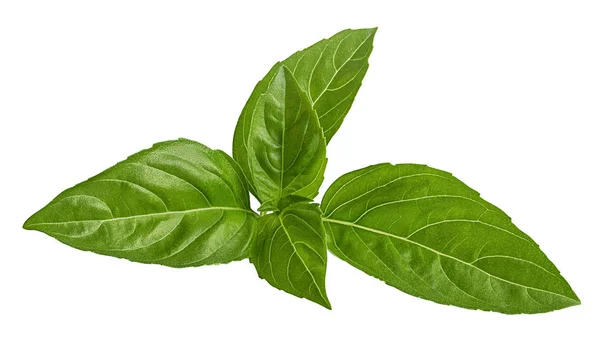 Albahaca Aislada Sobre Fondo Blanco — Foto de Stock