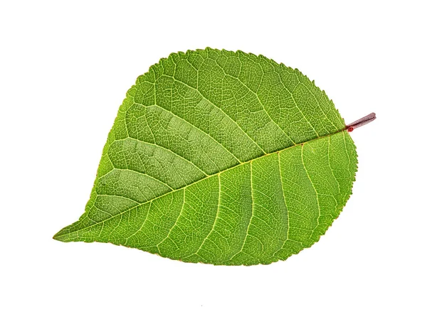 Cherry Leafs Isolerade Vit — Stockfoto