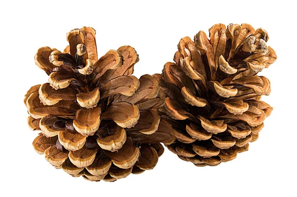 Pine Cone White Background — Stock Photo, Image