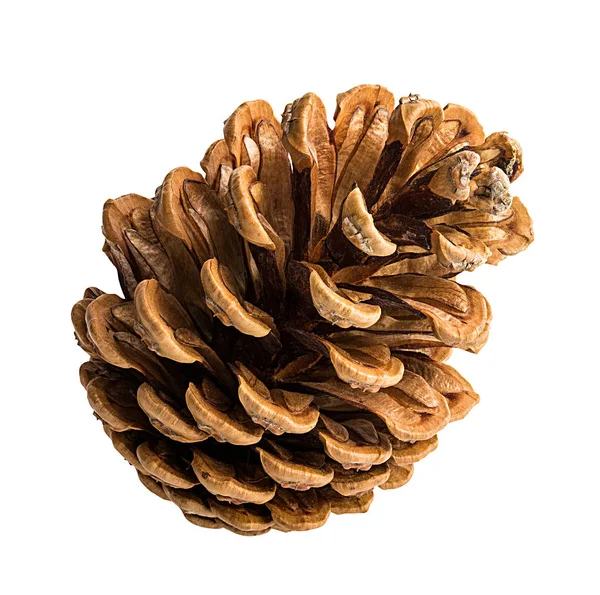 Pine Cone White Background — Stock Photo, Image