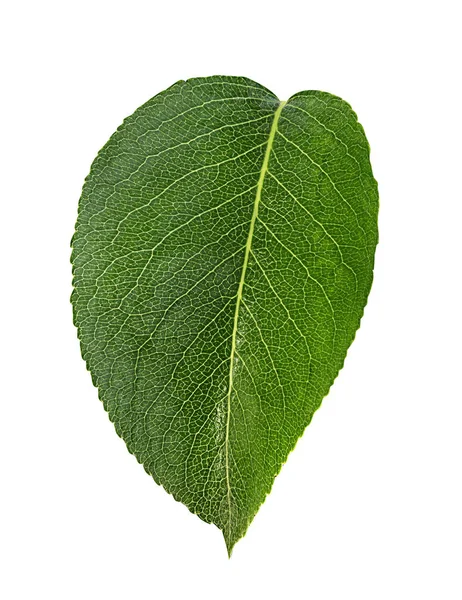 Apple Leaf Isolerade Vit Bakgrund Urklippsbana — Stockfoto