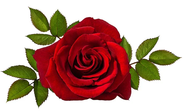 Rose Isoliert Auf Weißem Hintergrund — Stockfoto