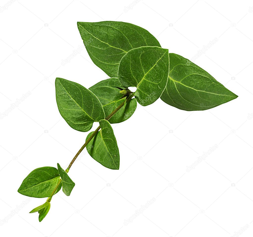 Periwinkle flower isolated on white background