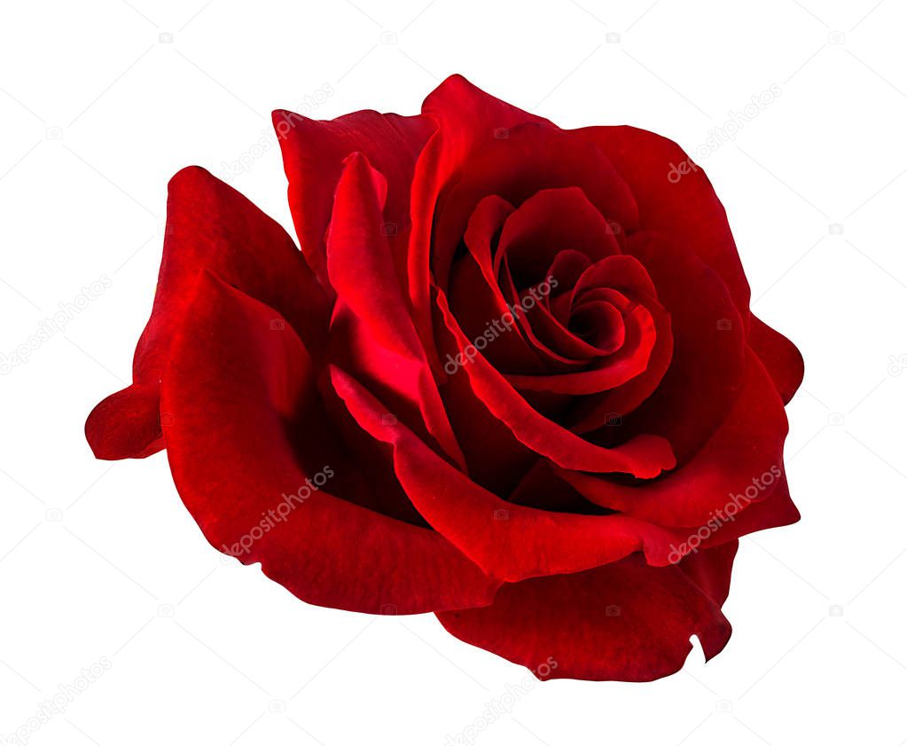 rose isolated on white background