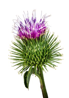 Beyaz arka plan üzerinde izole cirsium arvense çiçek
