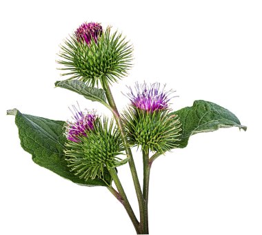 Beyaz arka plan üzerinde izole cirsium arvense çiçek