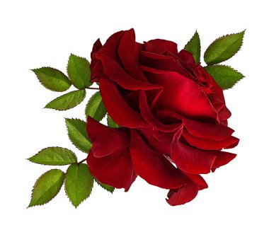 beyaz arkaplanda izole gül