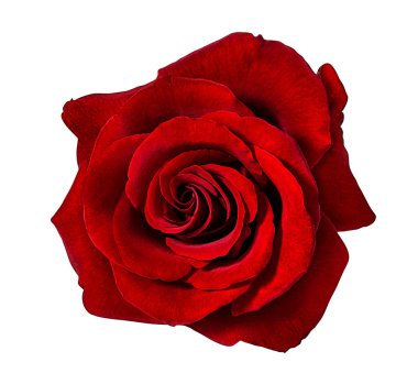 beyaz arkaplanda izole gül