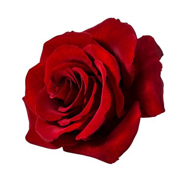 beyaz arkaplanda izole gül