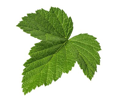 Beyaz arka plan üzerinde kırpma yolu izole Frenk üzümü yaprağı