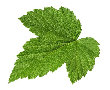Beyaz arka plan üzerinde kırpma yolu izole Frenk üzümü yaprağı