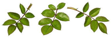 beyaz zemin üzerine gül yaprağı.