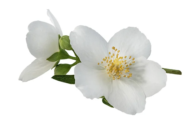 白い背景にジャスミンの花 — ストック写真