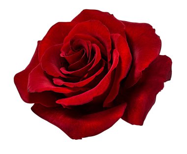rose isolated on white background clipart