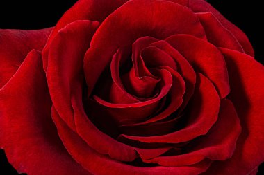 beyaz arkaplanda izole gül