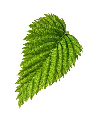 Beyaz arka plan üzerinde kırpma yolu izole Frenk üzümü yaprağı