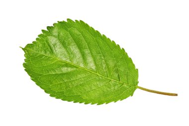 beyaz zemin üzerinde izole kiraz yaprakları.