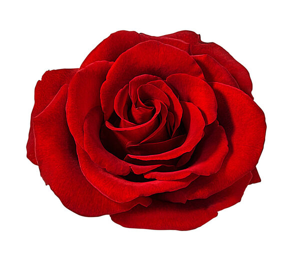 rose isolated on white background