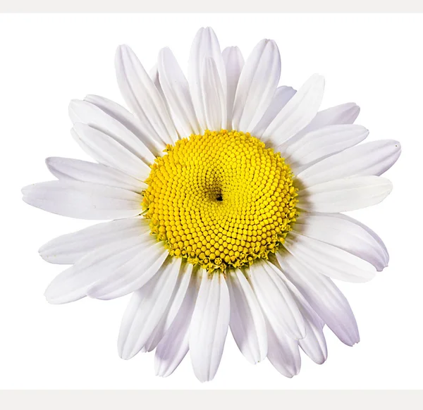 Chamomile Flower Isolated Clipping Path — Stock Photo, Image