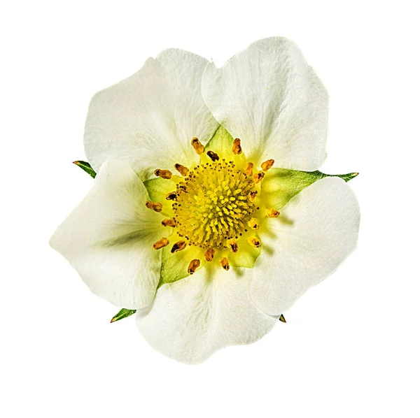 Flor Morango Isolado Fundo Branco — Fotografia de Stock