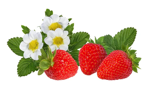 Fraise Avec Fleur Isolée Sur Fond Blanc — Photo