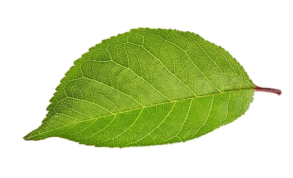 Cherry Leaf Isolerad Vit Bakgrund Urklippsbana — Stockfoto