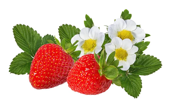 Fragola Con Fiore Isolato Sfondo Bianco — Foto Stock