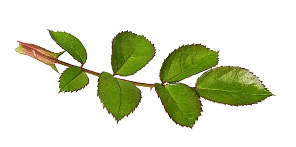 Folha Rosa Isolada Sobre Fundo Branco — Fotografia de Stock